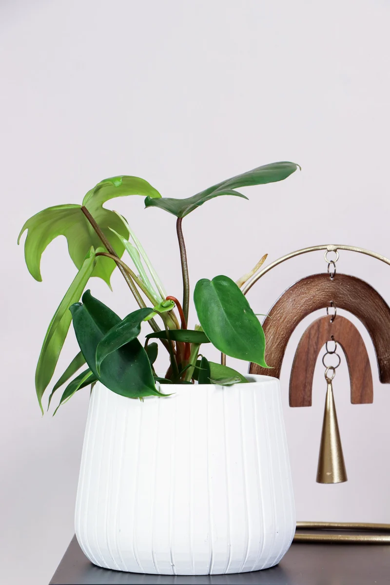 Philodendron Florida Green (Baumfreund) (S)