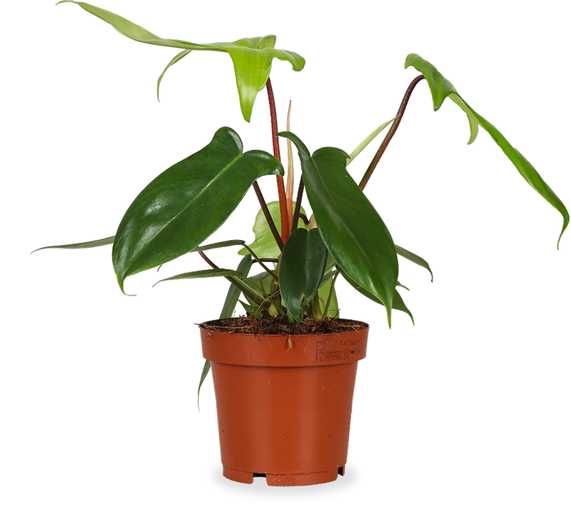 Philodendron Florida Green (Baumfreund) (S)