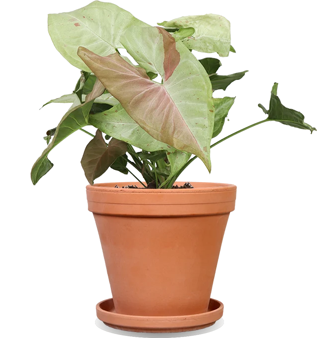 Syngonium milk confetti (Purpurtute)