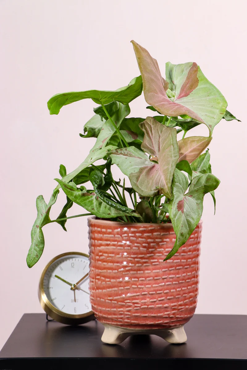 Syngonium milk confetti (Purpurtute)