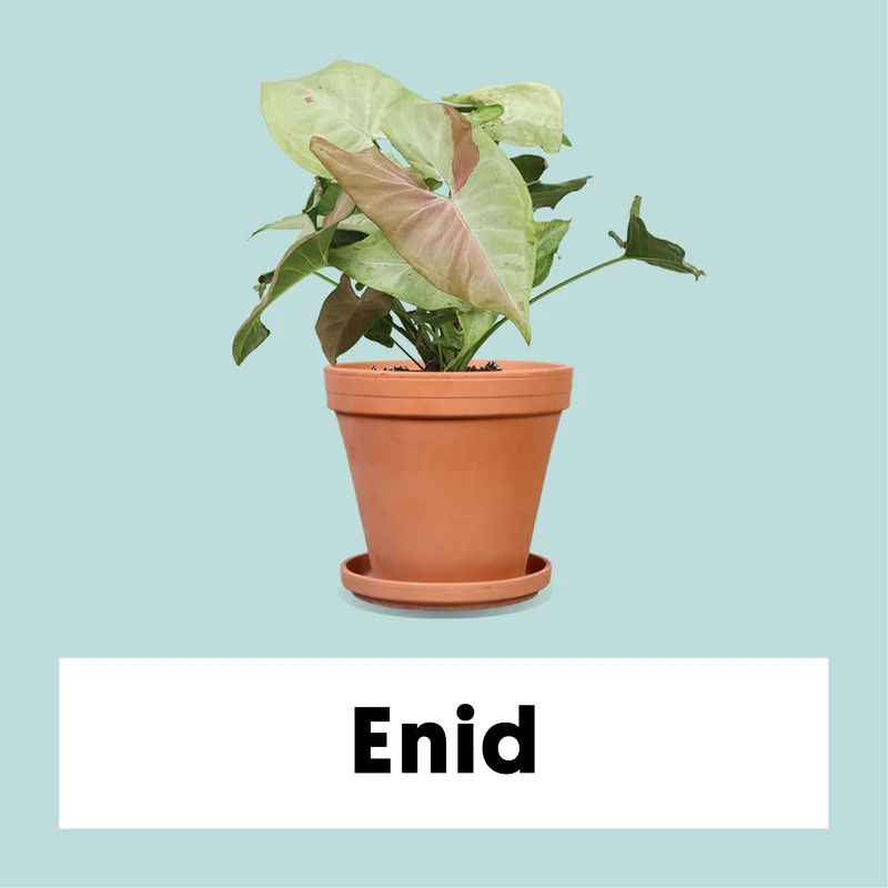 Syngonium milk confetti (Purpurtute)