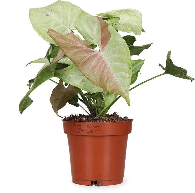 Syngonium milk confetti (Purpurtute)