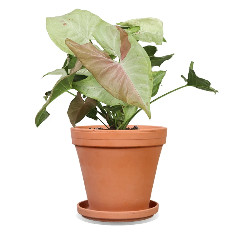 Syngonium milk confetti (Purpurtute)