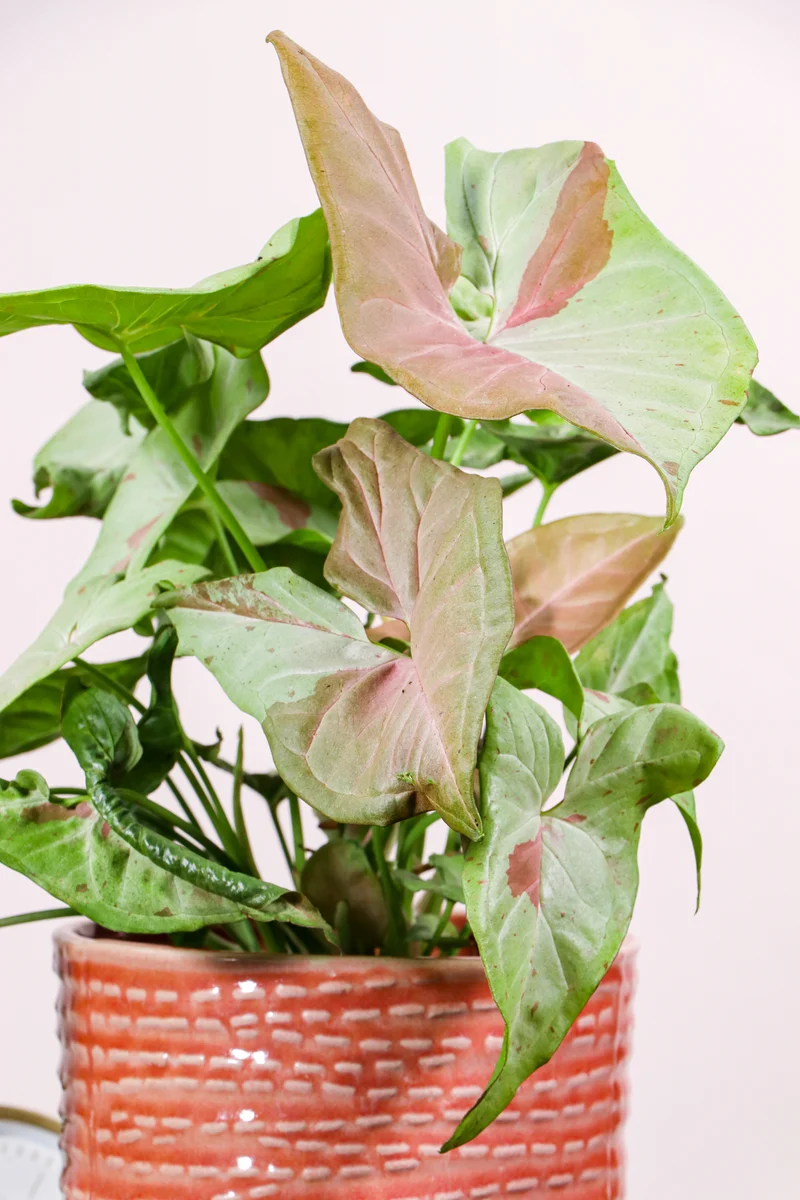 Syngonium milk confetti (Purpurtute)