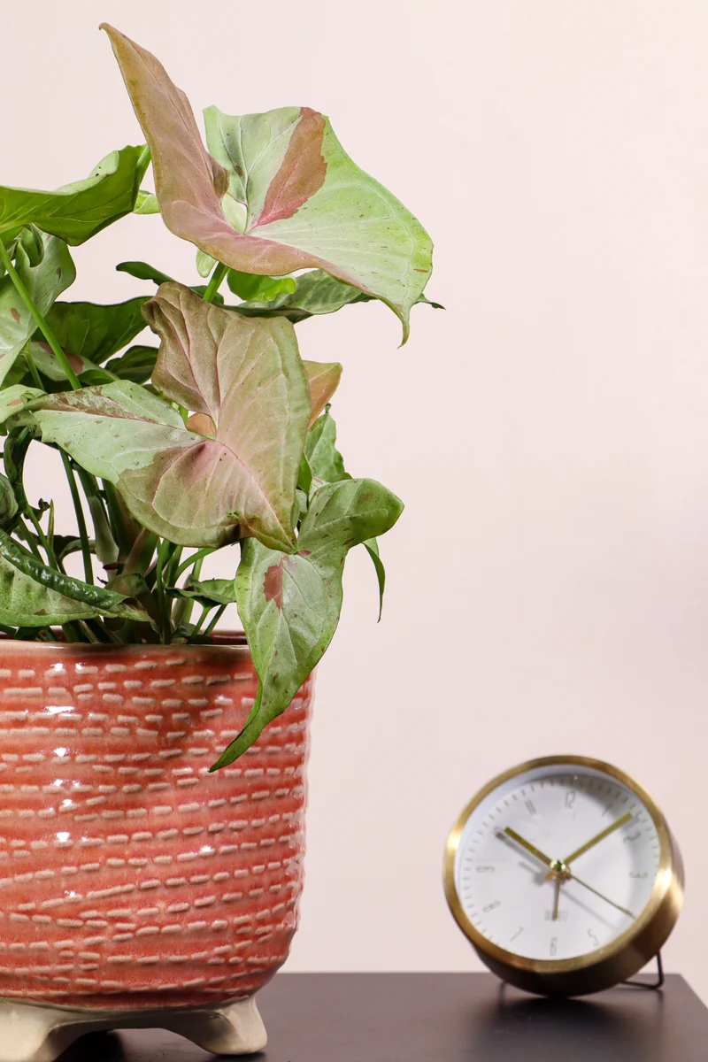 Syngonium milk confetti (Purpurtute)