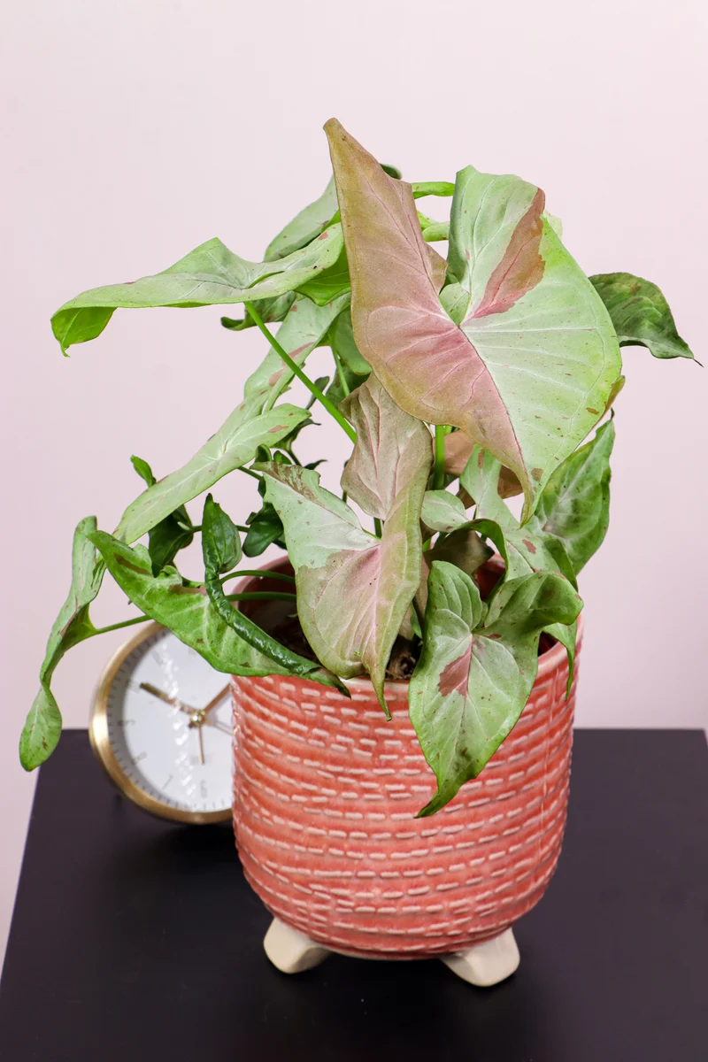 Syngonium milk confetti (Purpurtute)
