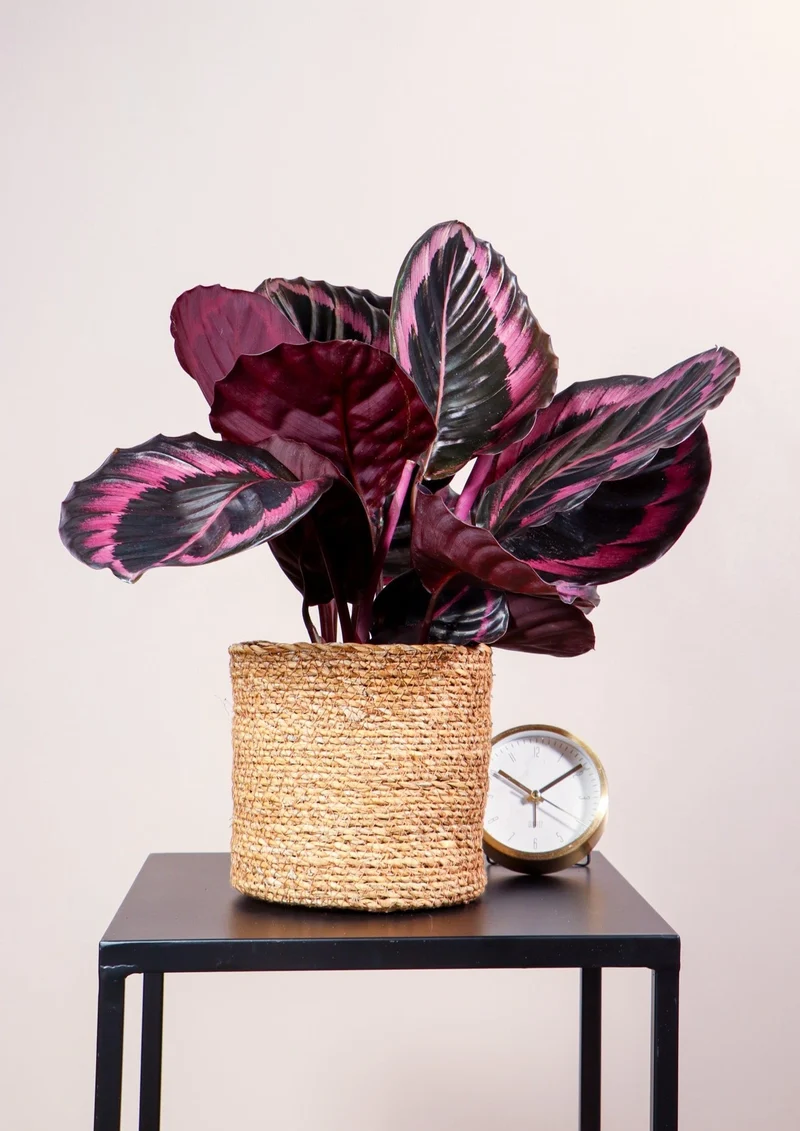 Calathea Surprisestar (Korbmarante)