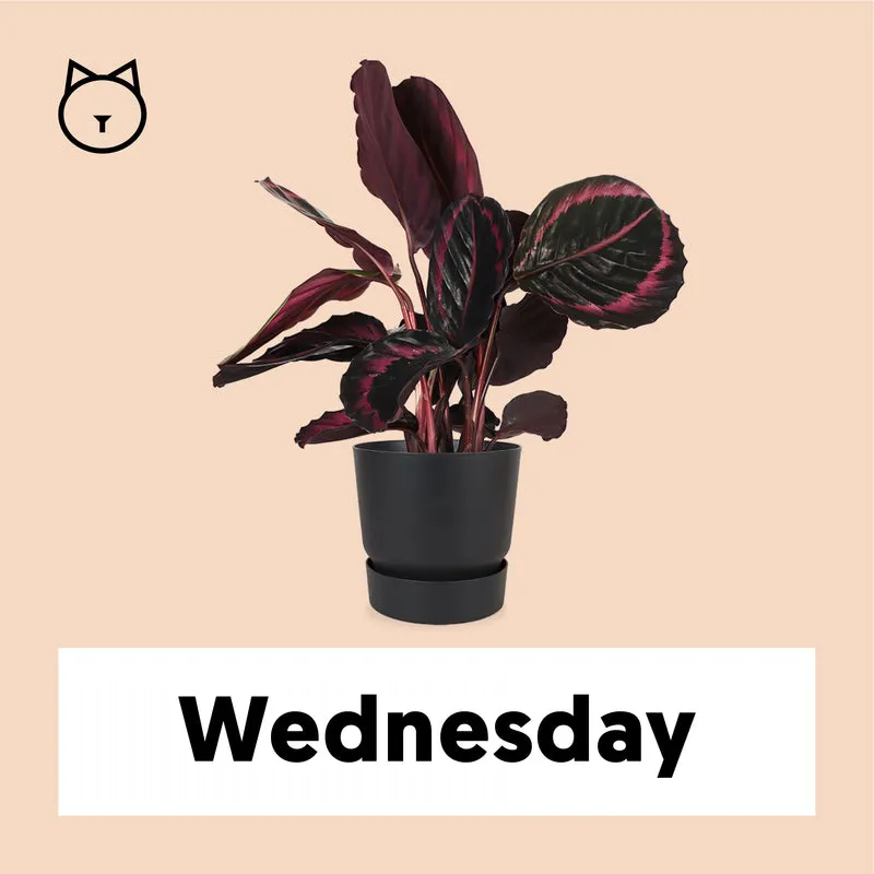 Calathea Surprisestar (Korbmarante)
