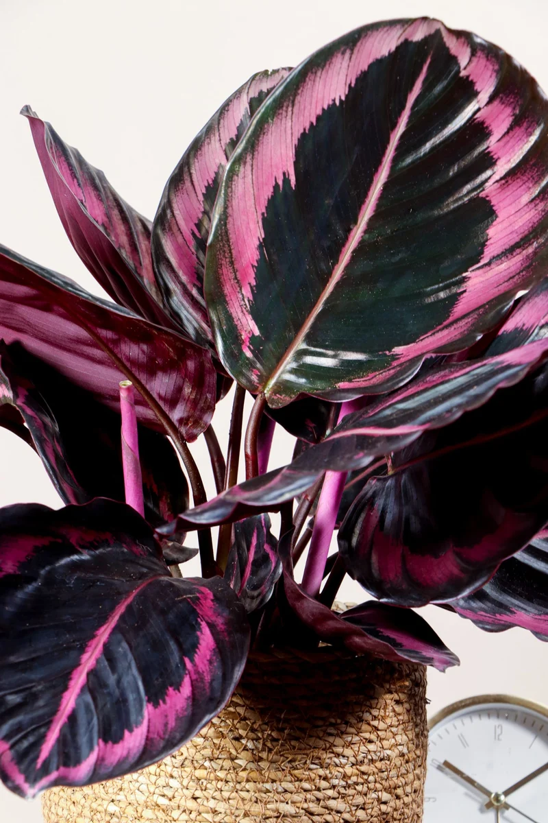 Calathea Surprisestar (Korbmarante)