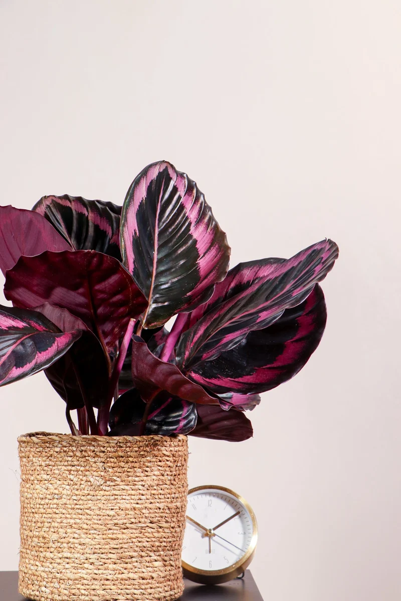 Calathea Surprisestar (Korbmarante)