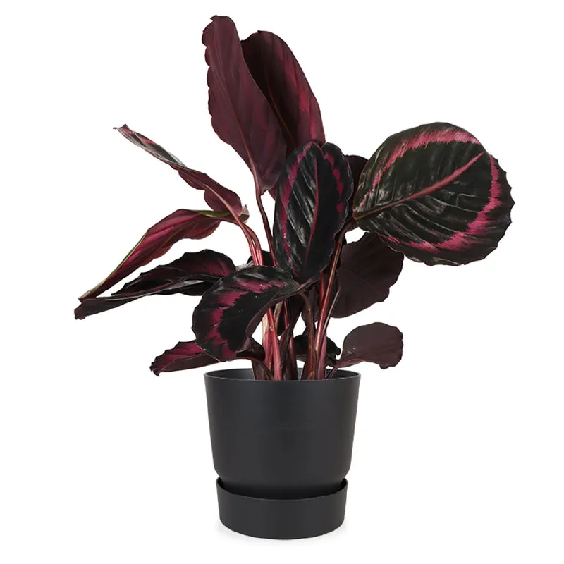 Calathea Surprisestar (Korbmarante)