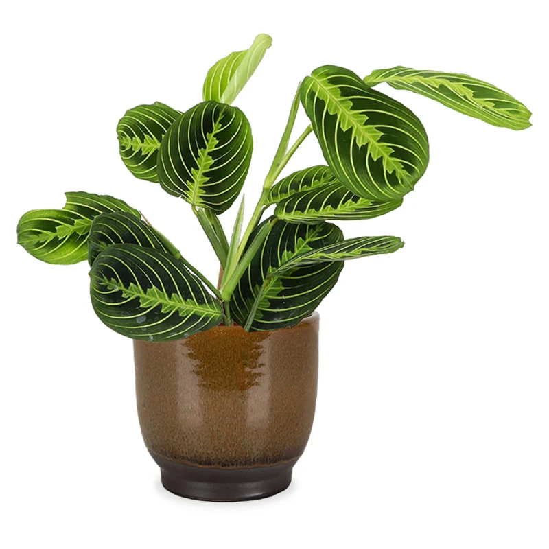 Maranta Lemon Lime (Pfeilwurz)