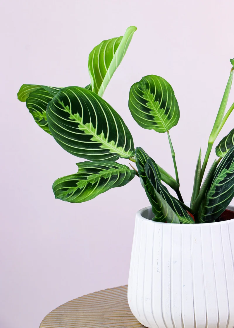 Maranta Lemon Lime (Pfeilwurz)