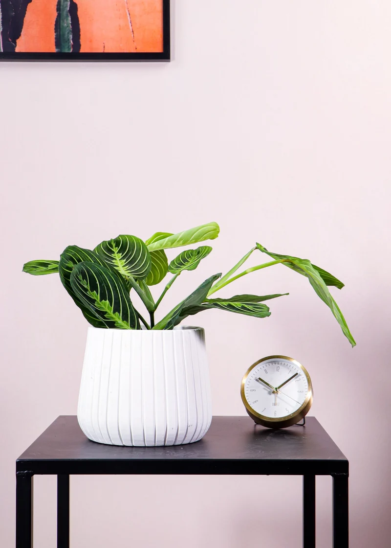 Maranta Lemon Lime (Pfeilwurz)