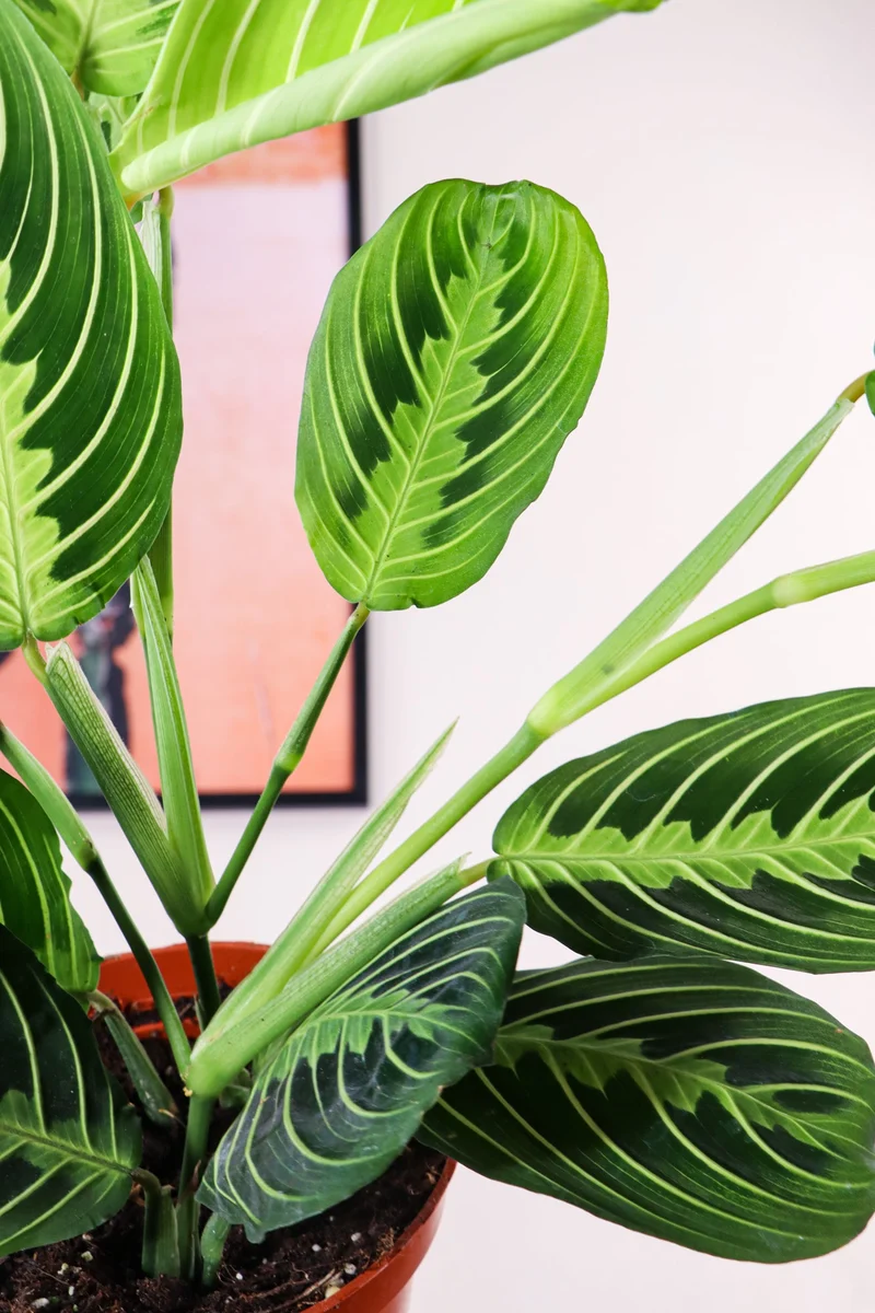 Maranta Lemon Lime (Pfeilwurz)