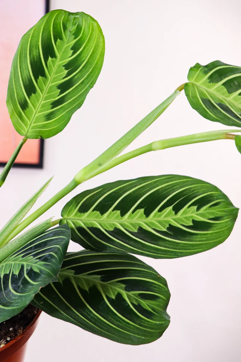Maranta Lemon Lime (Pfeilwurz)