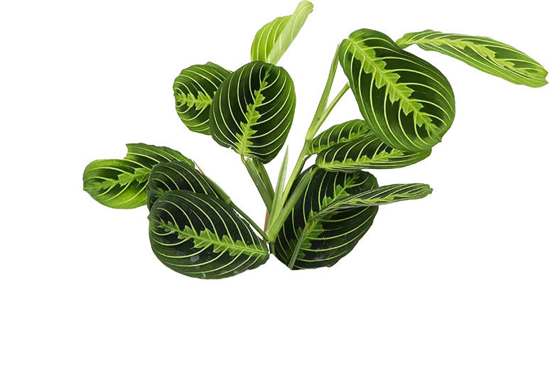 Maranta Lemon Lime (Pfeilwurz)