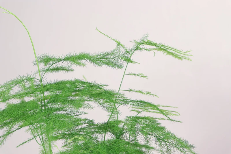 Asparagus plumosus (Zierspargel) (S)