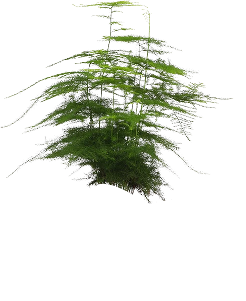 Asparagus plumosus (Zierspargel) (S)