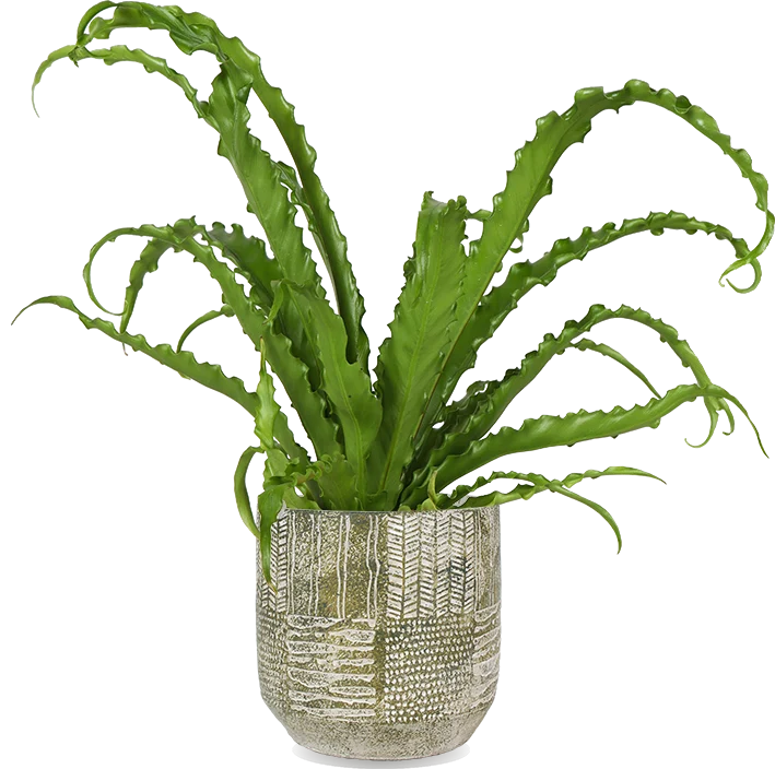 Asplenium Osaka (Nestfarn) (S)