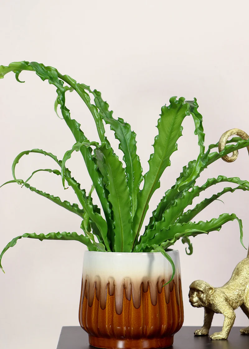 Asplenium Osaka (Nestfarn) (S)
