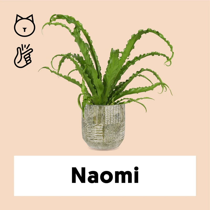 Asplenium Osaka (Nestfarn) (S)