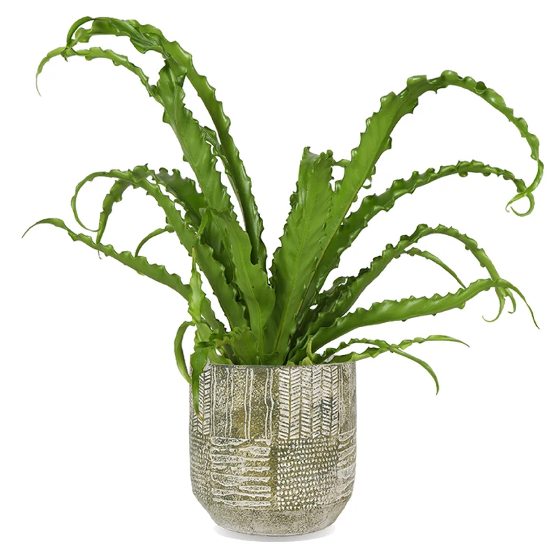 Asplenium Osaka (Nestfarn) (S)