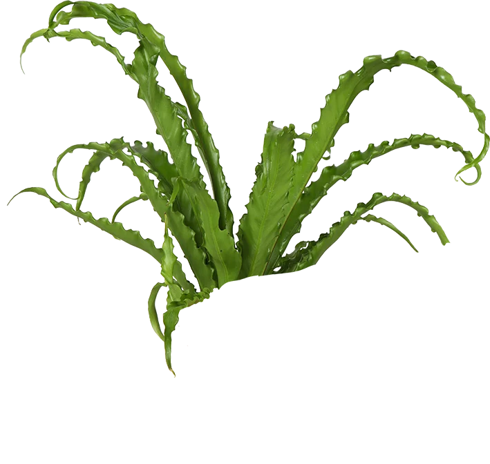 Asplenium Osaka (Nestfarn) (S)
