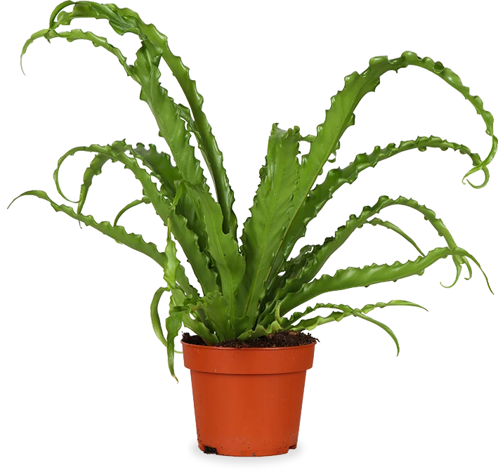 Asplenium Osaka (Nestfarn) (S)