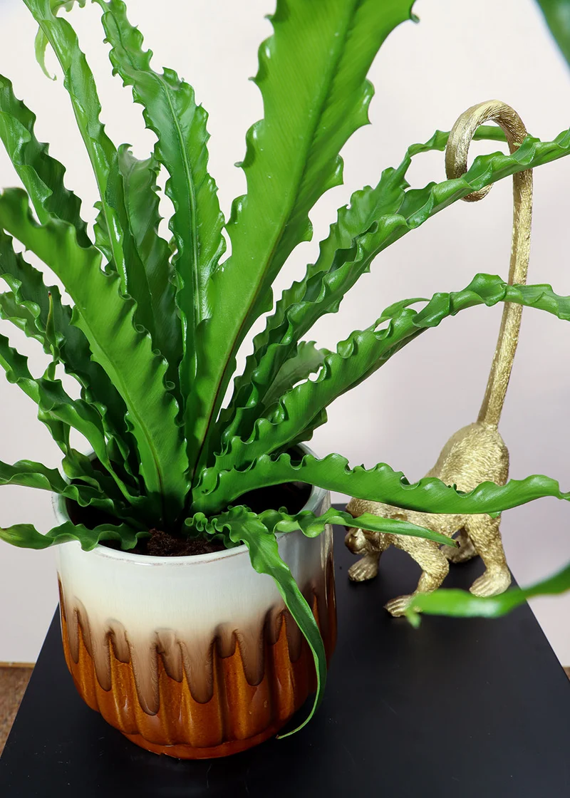 Asplenium Osaka (Nestfarn) (S)