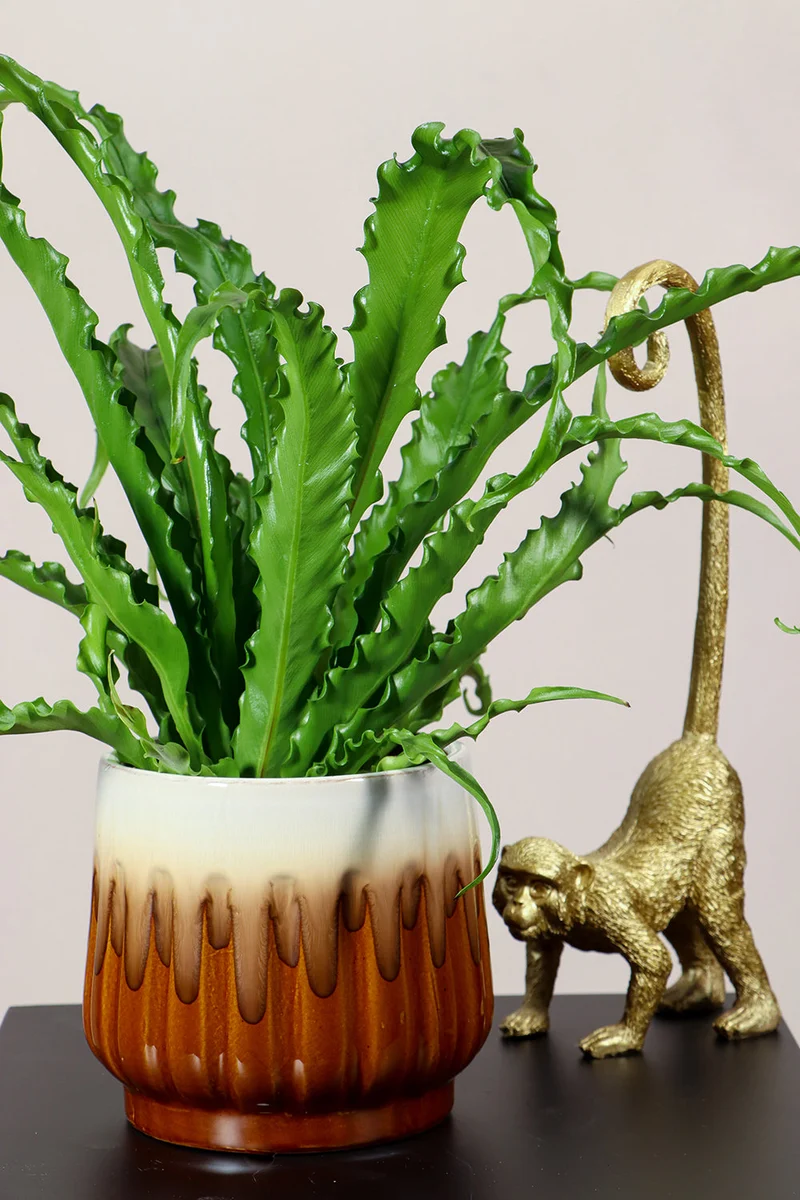 Asplenium Osaka (Nestfarn) (S)