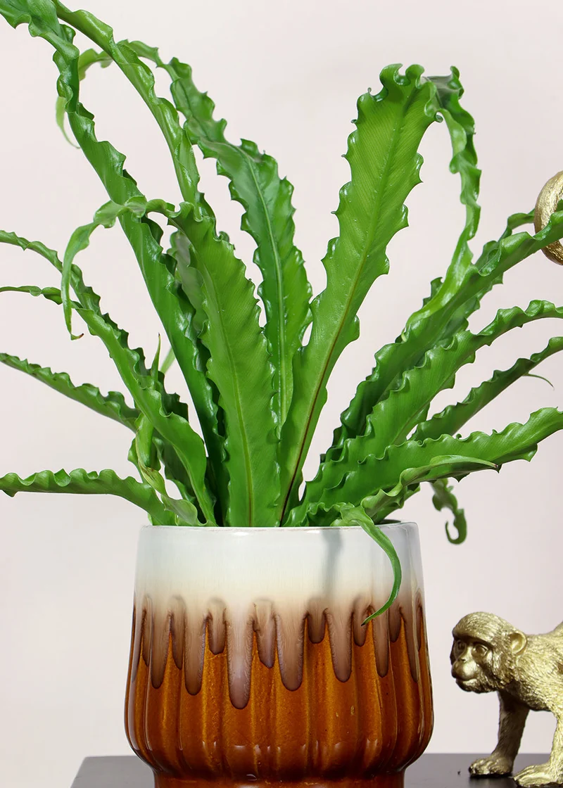 Asplenium Osaka (Nestfarn) (S)
