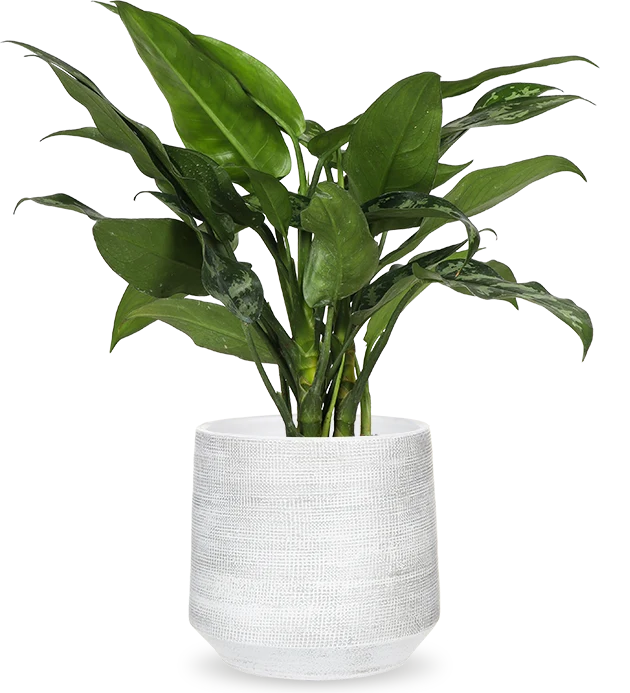 Aglaonema maria (Kolbenfaden)