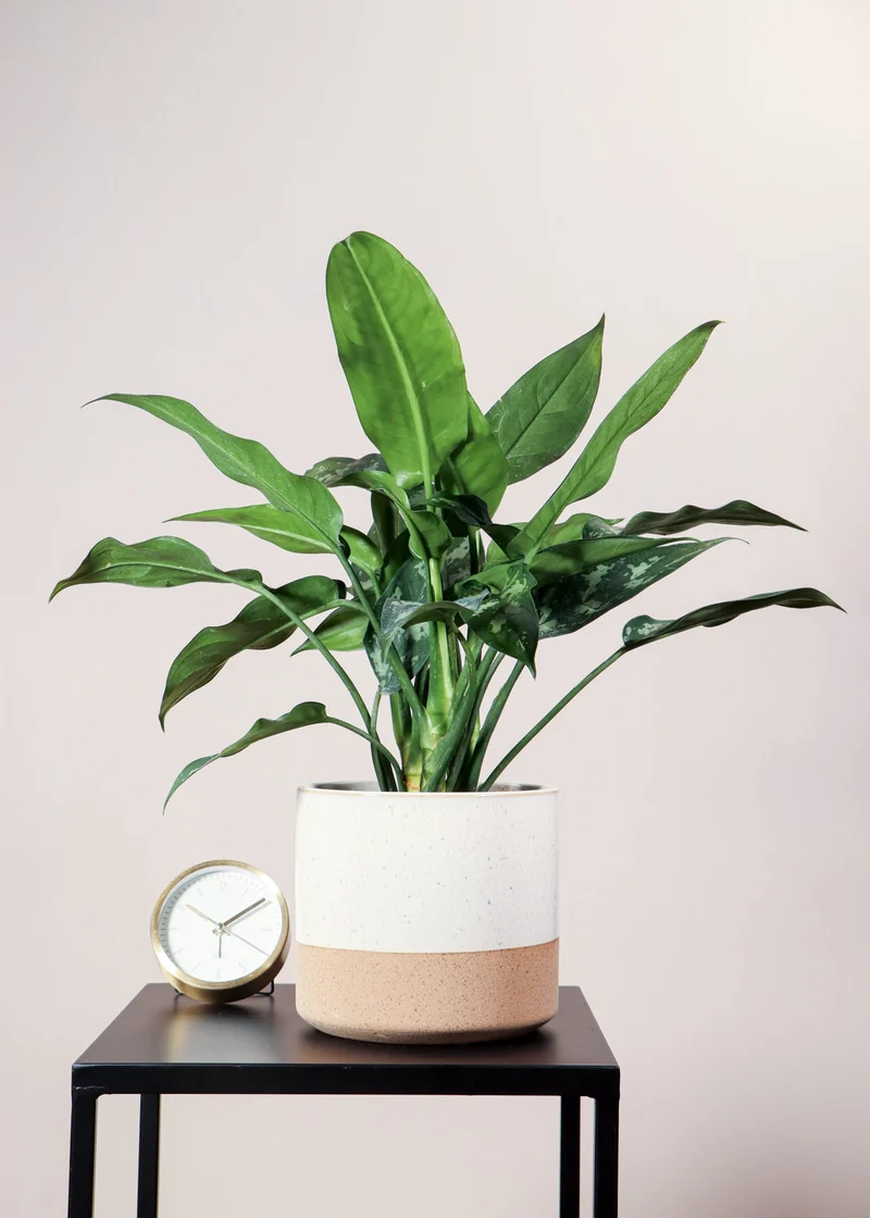 Aglaonema maria (Kolbenfaden)
