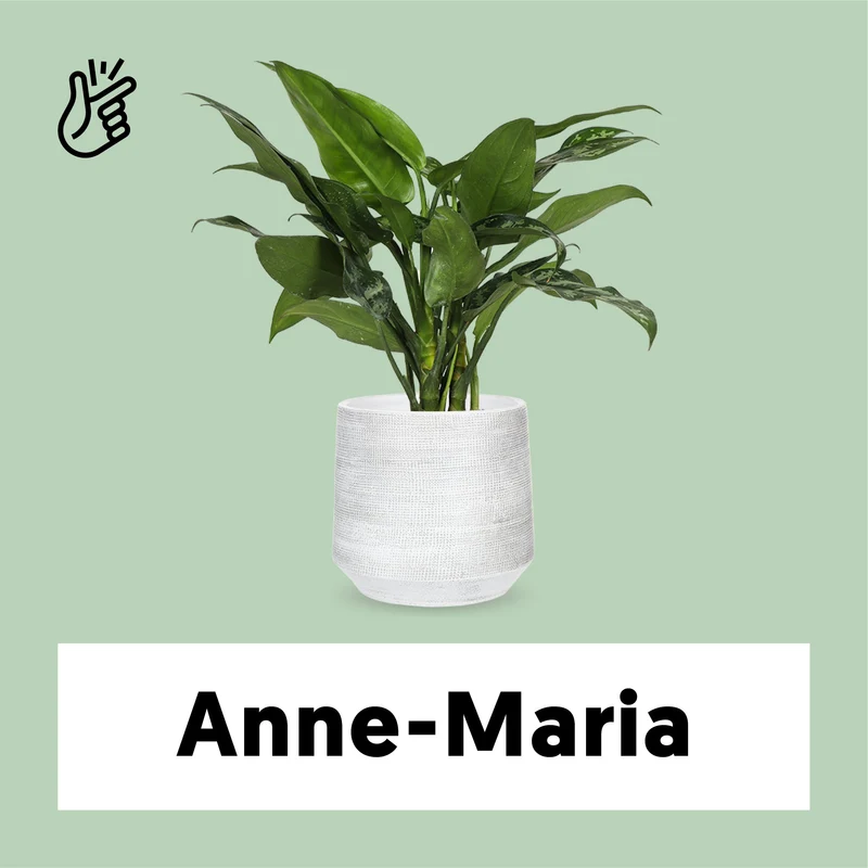 Aglaonema maria (Kolbenfaden)