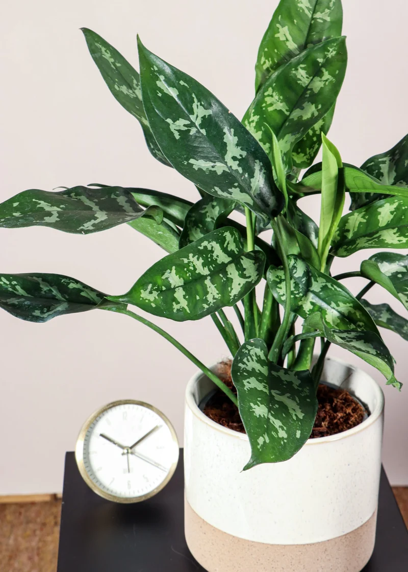 Aglaonema maria (Kolbenfaden)
