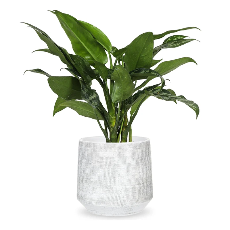 Aglaonema maria (Kolbenfaden)