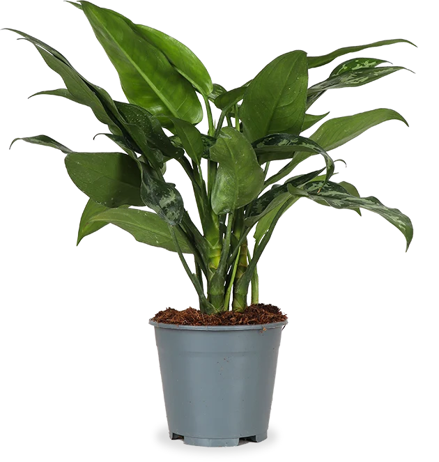 Aglaonema maria (Kolbenfaden)