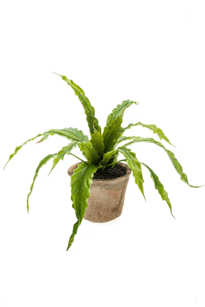Farn Asplenium Kunstpflanze 30cm