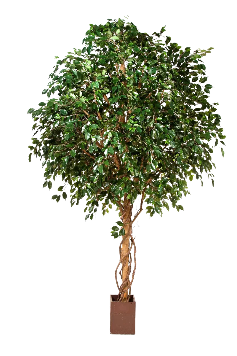 Künstlicher Ficus Baum - Nero | 360 cm