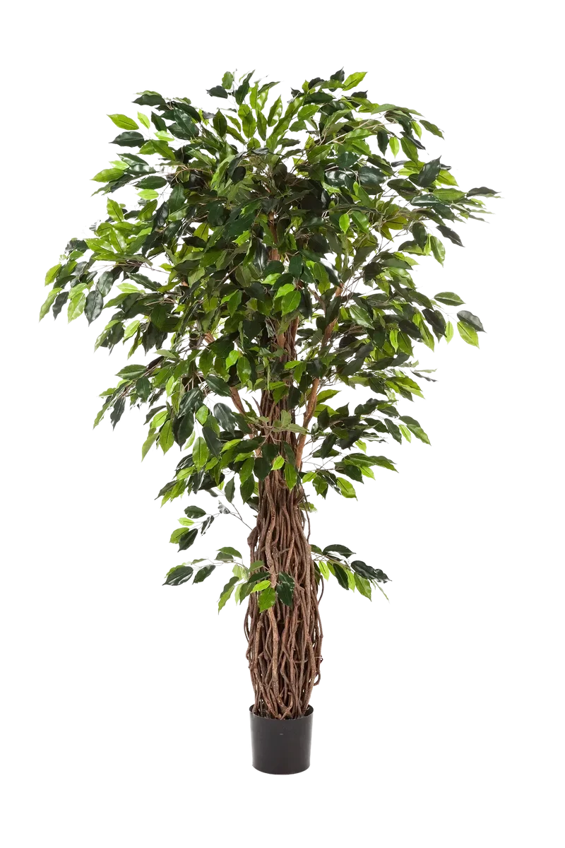 Künstlicher Ficus - Jannik | 300 cm