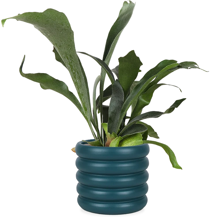 Platycerium (Geweihfarn) (S)