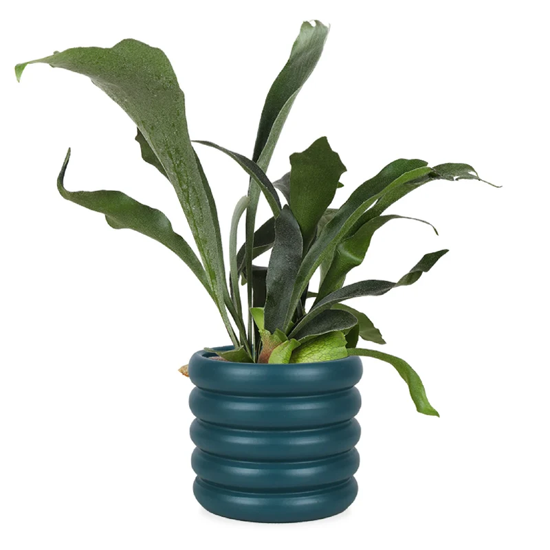 Platycerium (Geweihfarn) (S)