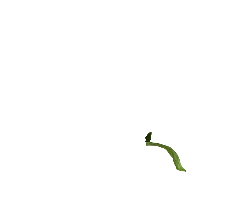 Platycerium (Geweihfarn) (S)