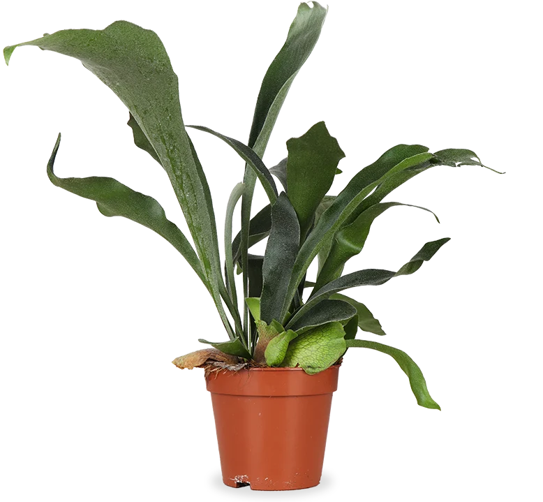 Platycerium (Geweihfarn) (S)