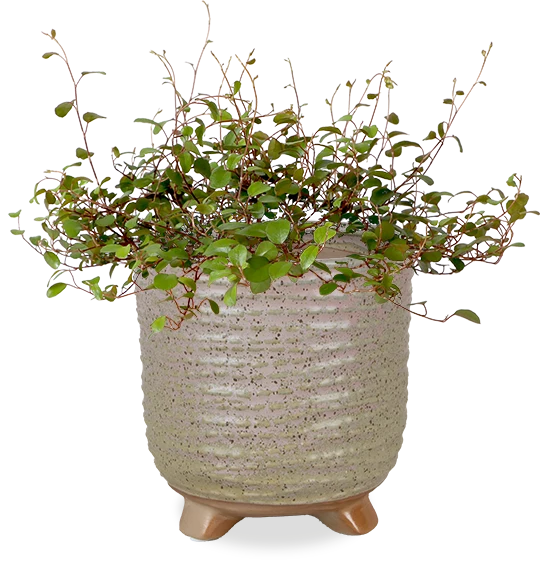 Muehlenbeckia Maori (S)