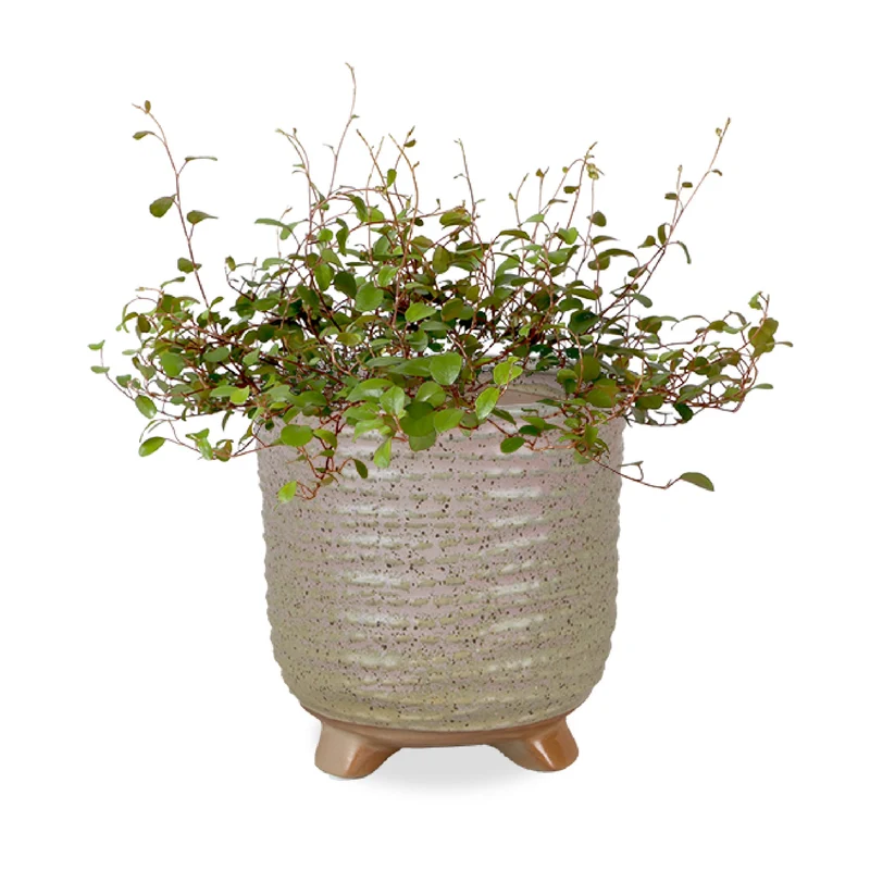 Muehlenbeckia Maori (S)