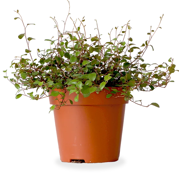 Muehlenbeckia Maori (S)