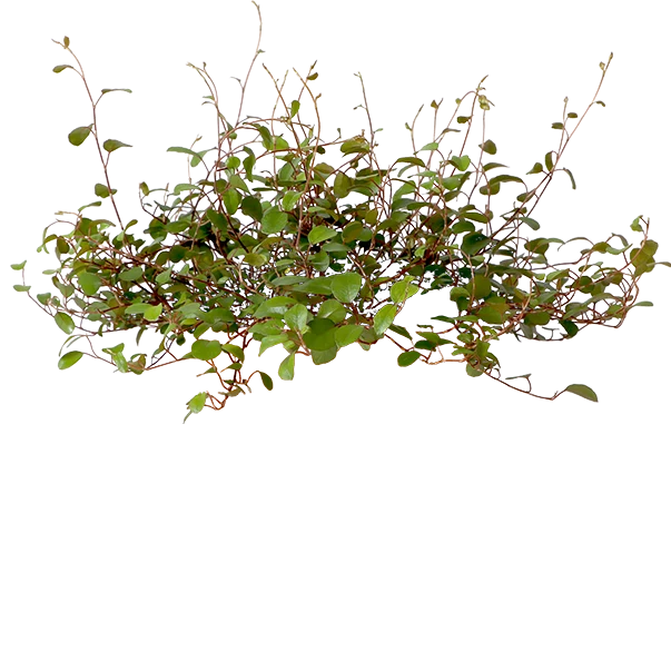 Muehlenbeckia Maori (S)