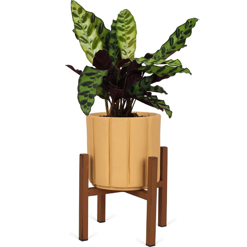 Calathea Insignis (Lancifolia) (S)